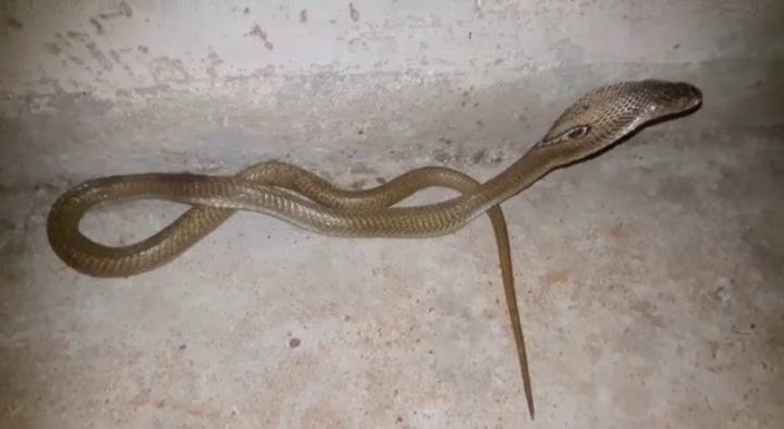 Ấn Độ: Phát hiện hổ mang chúa mò vào nhà, chó cưng kịch chiến cứu chủ - 2