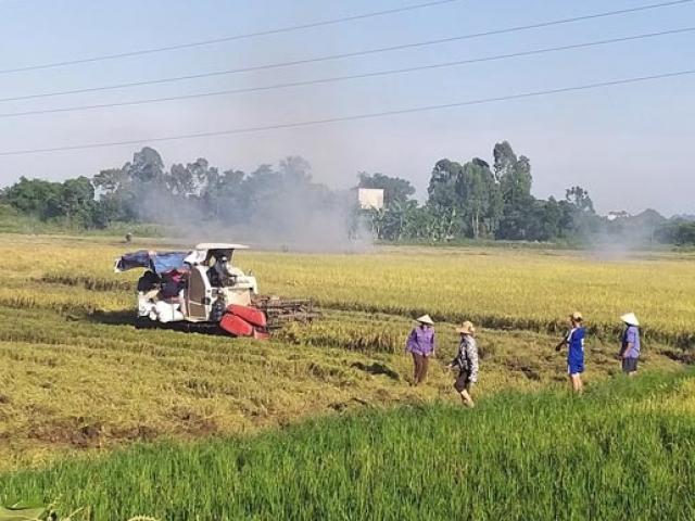 Thị trường - Tiêu dùng - Chuyện lạ Ninh Bình: Rơm rạ bỗng quý như... vàng!