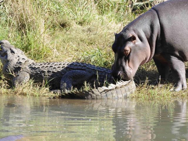Media - Hà mã dám trêu chọc cả cá sấu nhưng lại sợ trâu rừng