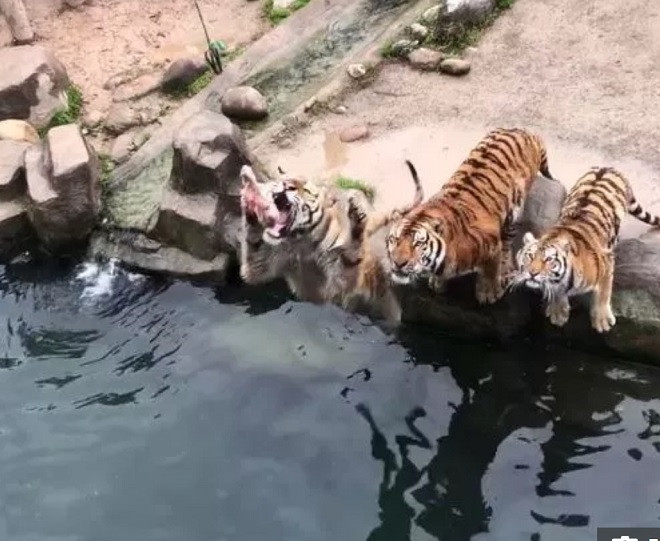 Video: Bầy hổ tung người lên không, với miếng thịt treo trên hồ nước - 1