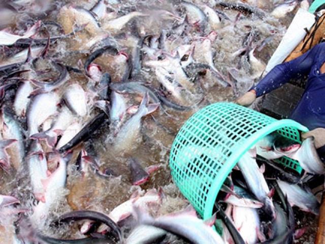 Thị trường - Tiêu dùng - Cá tra dính “khủng hoảng kép", người nuôi cá như ngồi trên lửa