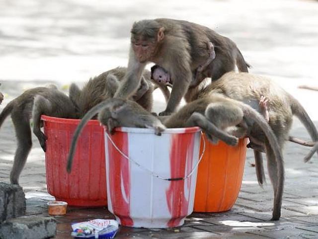 Thế giới - Ấn Độ nóng 50 độ C, khỉ cắn giết nhau tranh giành nước uống