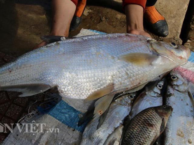 Thị trường - Tiêu dùng - Trúng đậm mùa cá sặc bùn trên sông Đà, cá to nhiều vô kể