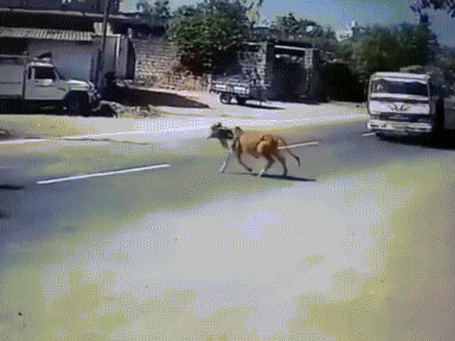 Media - Xe bồn thực hiện cú xoay thần thánh cứu mạng chú bò băng qua đường