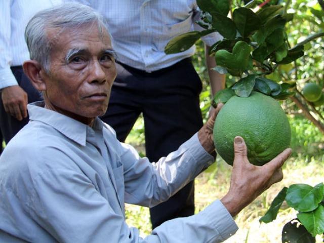 Thị trường - Tiêu dùng - Phục tài ông Chà trồng bưởi da xanh mà xây "biệt phủ" tiền tỷ