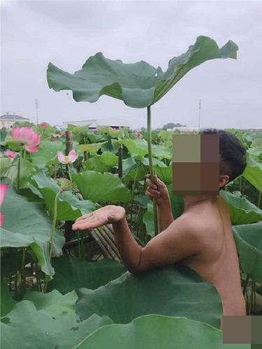 &#34;Nhức mắt&#34; 3 người đàn ông cởi đồ chụp ảnh với sen gây bức xúc dư luận - 7