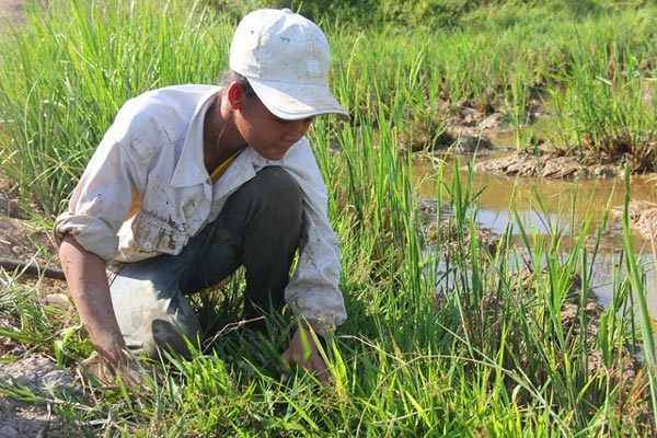 Bắt cua đưa lên bờ là có thương lái mua tại chỗ, trao tiền liền tay - 1