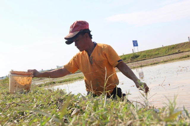 Bắt cua đưa lên bờ là có thương lái mua tại chỗ, trao tiền liền tay - 4