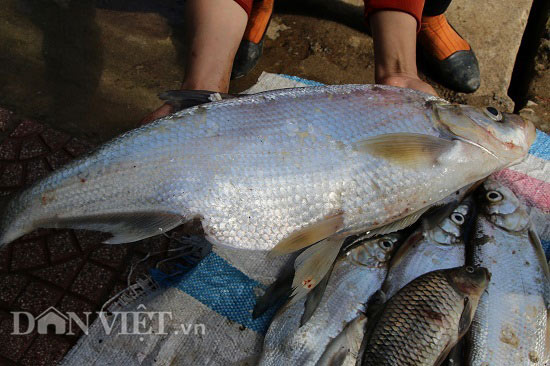 Trúng đậm mùa cá sặc bùn trên sông Đà, cá to nhiều vô kể - 2
