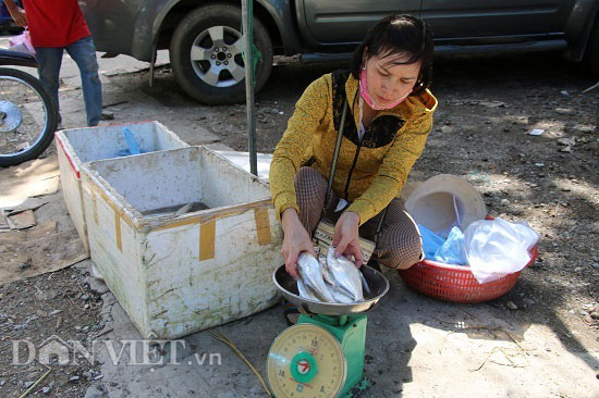 Trúng đậm mùa cá sặc bùn trên sông Đà, cá to nhiều vô kể - 5