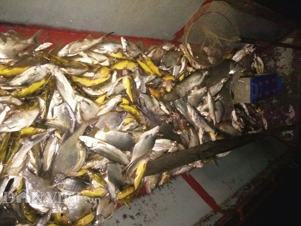 Trúng đậm mùa cá sặc bùn trên sông Đà, cá to nhiều vô kể - 6