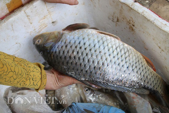 Trúng đậm mùa cá sặc bùn trên sông Đà, cá to nhiều vô kể - 7