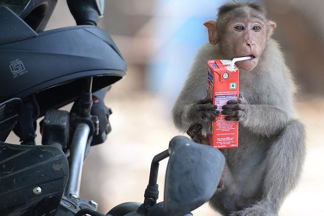 Ấn Độ nóng 50 độ C, khỉ cắn giết nhau tranh giành nước uống - 2