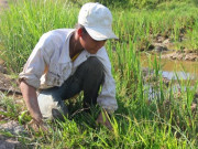 Thị trường - Tiêu dùng - Bắt cua đưa lên bờ là có thương lái mua tại chỗ, trao tiền liền tay