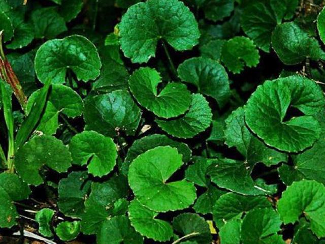 Thị trường - Tiêu dùng - Những loại rau củ đắng ngắt mà người Việt vẫn thích mê