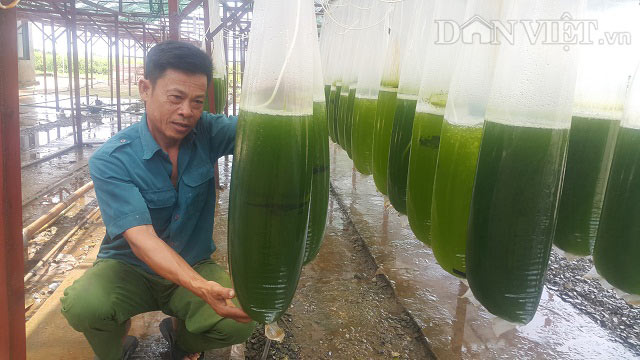 Chuyện lạ Thái Bình: Nuôi thứ nước xanh lè mà &#34;rót&#34; ra hàng tỷ đồng - 1