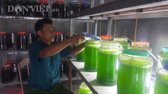 Chuyện lạ Thái Bình: Nuôi thứ nước xanh lè mà &#34;rót&#34; ra hàng tỷ đồng - 3