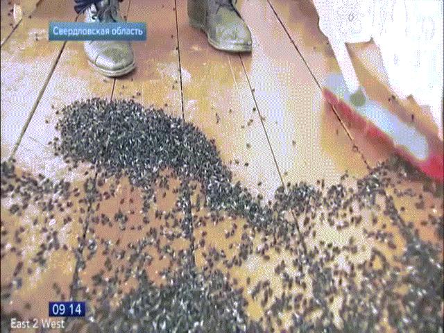 Phi thường - kỳ quặc - Ngôi làng bị hàng triệu con ruồi bao vây, "cầm tù"