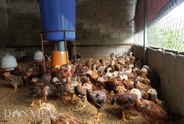 Nuôi gà chân dài như &#34;siêu mẫu”, U70 xứ Lạng thu 500 triệu/năm - 4