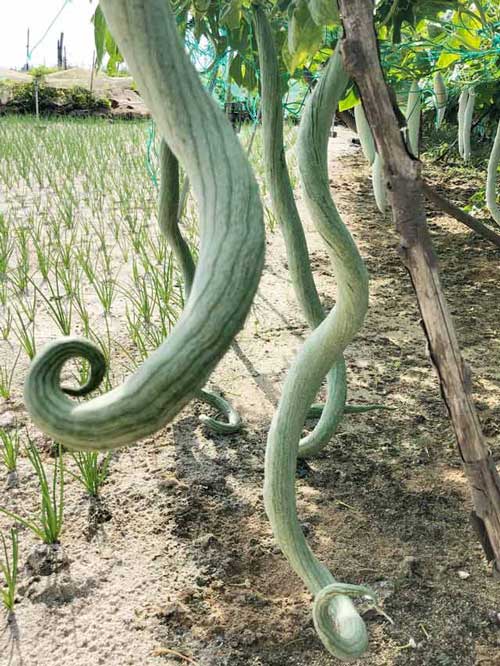 Quảng Ngãi: Đàn rắn dài ngoẵng, siêu to bò trên giàn quanh ruộng tỏi - 7
