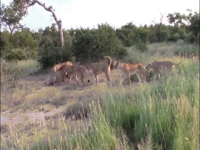 Phi thường - kỳ quặc - Thấy sư tử đực lại gần con, đàn sư tử cái bao vây dạy cho "bài học"