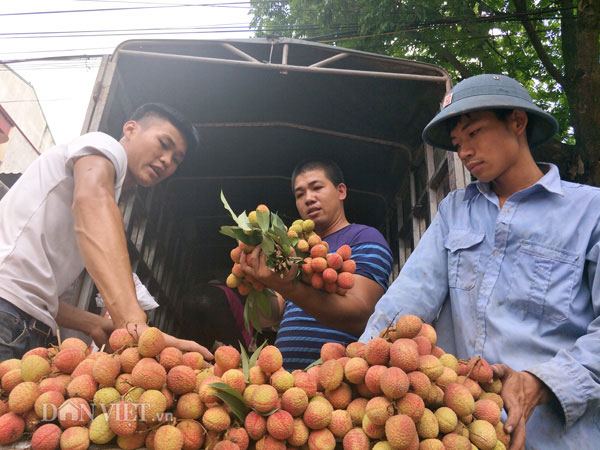 390 thương nhân Trung Quốc &#34;đổ bộ&#34; vùng vải thiều Lục Ngạn, mua giá cao - 1