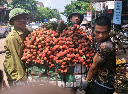 390 thương nhân Trung Quốc &#34;đổ bộ&#34; vùng vải thiều Lục Ngạn, mua giá cao - 3