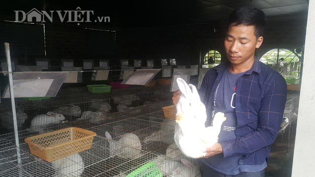 Ninh Bình: Bỏ lái xe về quê nuôi thỏ, lãi 20 triệu đồng mỗi tháng - 1