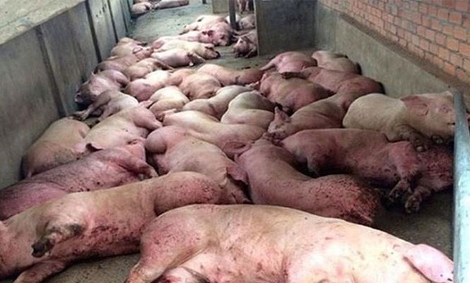 Thu gom lợn chết giết mổ, bán cho quán cơm tiêu thụ - 1