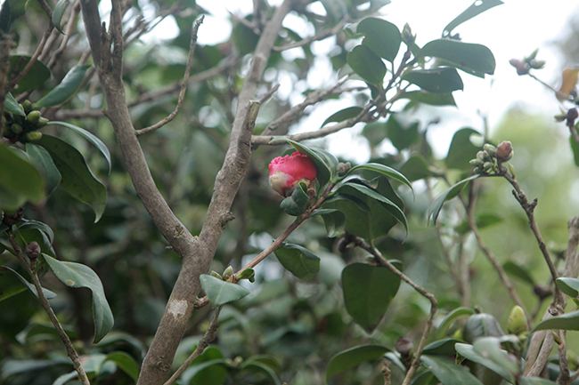 Trà thâm hay trà thâm hồng bát diện với cánh hoa màu đỏ thẫm, cánh kép, gồm 8 lớp cánh xếp chồng lên nhau cực đẹp mắt.