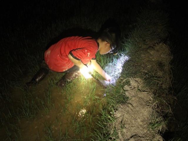 Thị trường - Tiêu dùng - Nắng cháy da thịt: Rọi đèn, lội bùn theo chân "thợ săn" cua đồng đêm