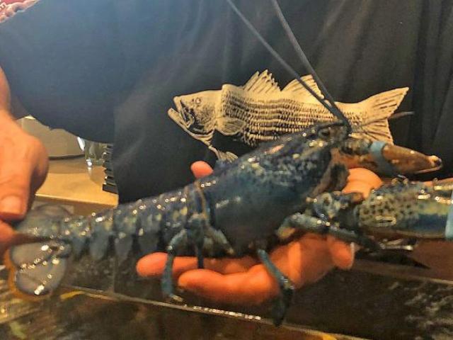 Thế giới - Mỹ: Ngỡ ngàng nhìn thấy tôm hùm xanh cực hiếm, 2 triệu con có một