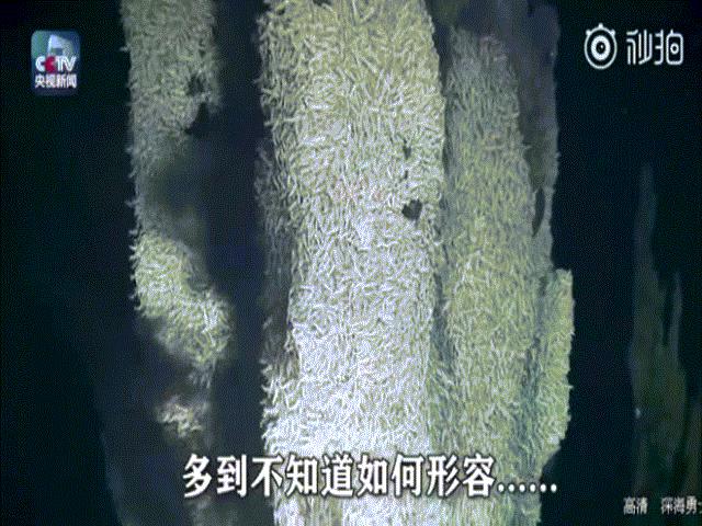 Thế giới - Quay video dưới đáy biển sâu 2.000m, thấy cảnh như ở ngoài hành tinh