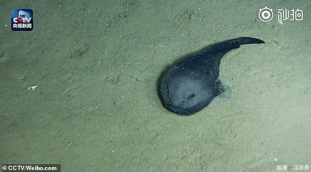 Quay video dưới đáy biển sâu 2.000m, thấy cảnh như ở ngoài hành tinh - 2