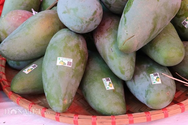 La liệt xoài bự, nấm linh chi &#34;khủng&#34; ở ngày hội nông sản Mường La - 1