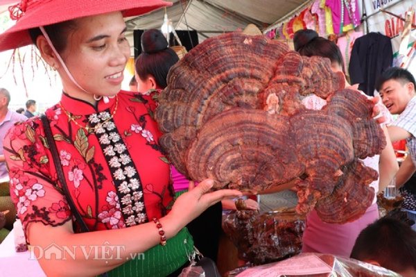 La liệt xoài bự, nấm linh chi "khủng" ở ngày hội nông sản Mường La - 7