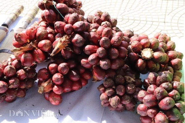 La liệt xoài bự, nấm linh chi "khủng" ở ngày hội nông sản Mường La - 8