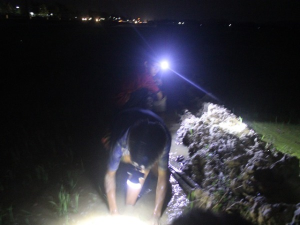 Nắng cháy da thịt: Rọi đèn, lội bùn theo chân "thợ săn" cua đồng đêm - 1