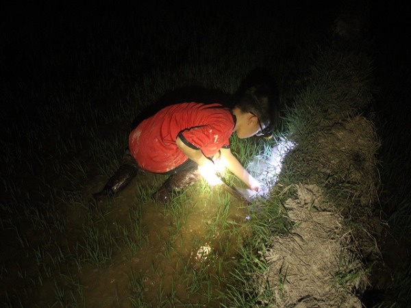 Nắng cháy da thịt: Rọi đèn, lội bùn theo chân "thợ săn" cua đồng đêm - 3