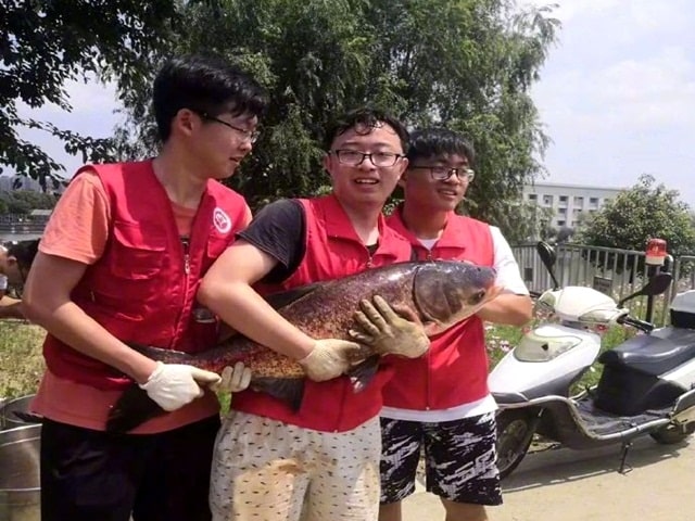Bạn trẻ - Cuộc sống - Trường nhà người ta, đánh 750kg cá trong hồ làm tiệc mừng sinh viên tốt nghiệp