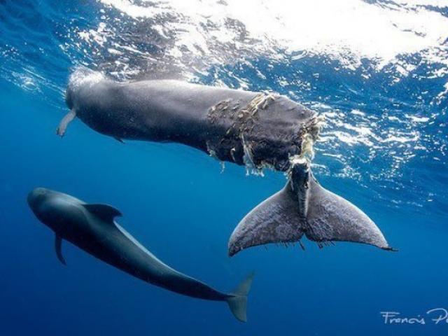 Thế giới - Cá voi con đuôi bị hoại tử gần đứt lìa và lời cảnh báo tới con người