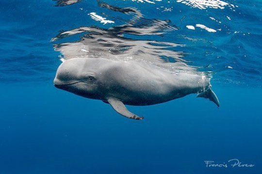 Cá voi con đuôi bị hoại tử gần đứt lìa và lời cảnh báo tới con người - 1