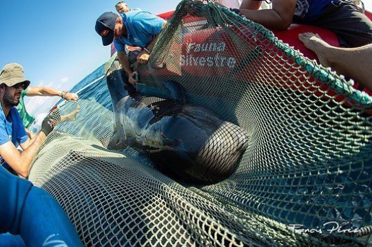 Cá voi con đuôi bị hoại tử gần đứt lìa và lời cảnh báo tới con người - 2