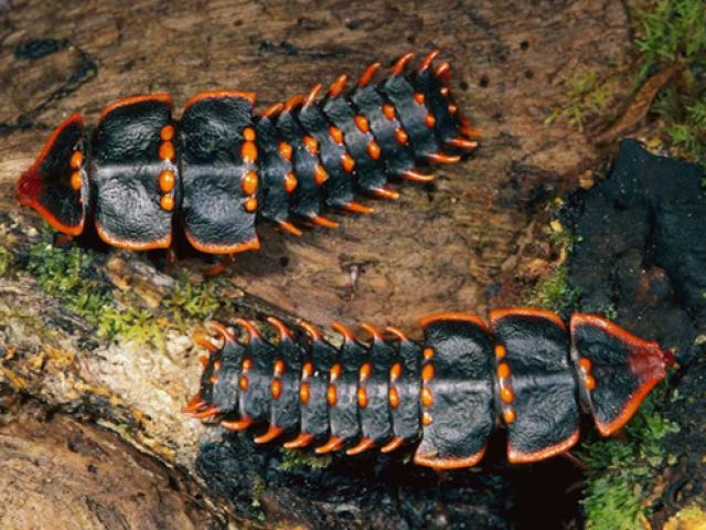 Media - Tìm thấy loài bọ quý hiếm gần 70 năm mới gặp một lần ở Singapore