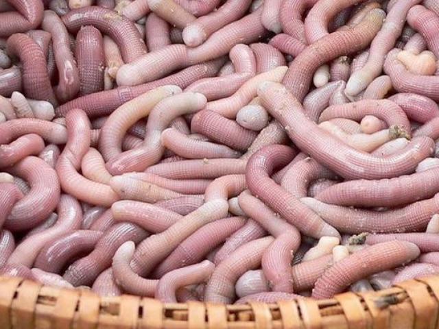 Thị trường - Tiêu dùng - 7 loại đặc sản "thần dược" có tác dụng kinh điển chuyện "phòng the"