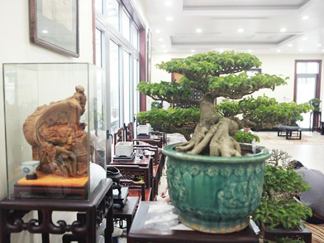 Thị trường - Tiêu dùng - Bộ sưu tập bonsai tiền tỷ và "đồ chơi VIP" của giới nhà giàu Việt