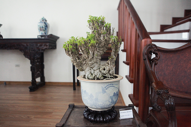 Cây đinh lăng bonsai độc đáo được đặt ngay cạnh lối lên cầu thang của một ngôi nhà hiện đại