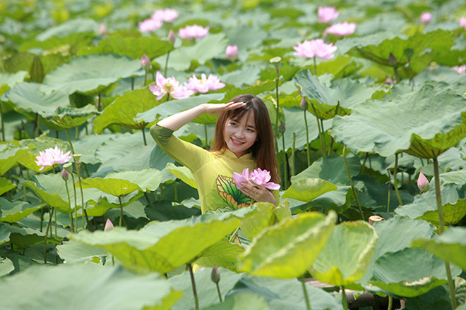 Thiếu nữ hở bạo chen nhau chụp ảnh dưới đầm sen nở rộ - 10