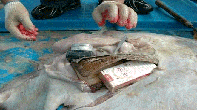 Mổ bụng cá đuối, phát hiện hàng loạt đồ vật của con người - 2