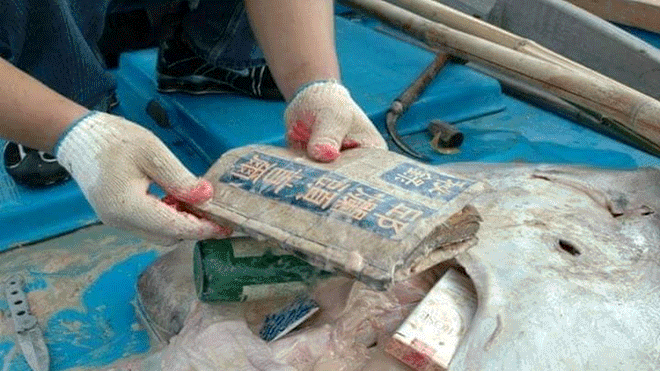 Mổ bụng cá đuối, phát hiện hàng loạt đồ vật của con người - 4